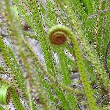 Drosophyllum Lusitanicum Kødædende plantefrø til udplantning - 100 stk