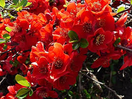 Red Chaenomeles Japonica Planting Seeds for Garden 100 pcs