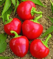 Red Cherry Hot Pepper Seeds for Planting heirloom & Non-GMO Seeds