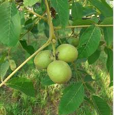 Green Walnut Plant Seeds - Grow Your Own Nut Trees with High-Quality Seeds  100 pcs