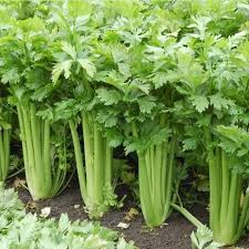 Utah Celery Seeds for Planting - 100 pcs