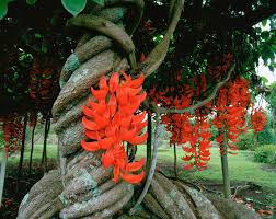 red jade flower seeds