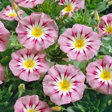 pink yellow flower seeds