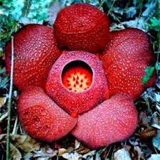 red conophytum flower seeds