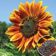 Giant Sunflower Seeds for Planting – Bright Blooms for Home & Garden, Heirloom, Non-GMO Seeds