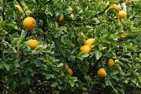 Poncirus trifoliata,Bitter orange, Japanese bitter orange Fruit Seeds for Planting - A Hardy Citrus for Your Garden