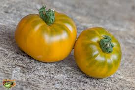 Orange Green Tomato Vegetable Seeds for Planting, heirloom & Non-GMO Seeds