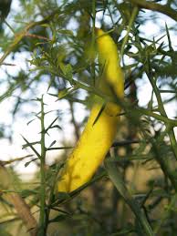 Yellow Gold Finger Lime Fruit Seed for Planting - Pack for Unique, Tangy Citrus Trees