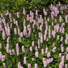 Pink Polygonum Bistorta plantefrø til plantning - 100 stk