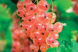 Pink Currant (Hybrid of red and white currants) Fruit Seeds - Grow Tart, Flavorful Currants for Jams and Jellies