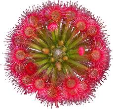 Red Drosera Flower Seeds for Garden - 100 pcs