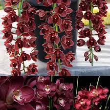 Dark Red Orchid Flower Seeds for Garden - 100 pcs