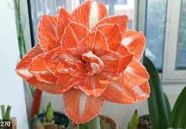 Orange Amaryllis Blomsterfrø til udplantning - 100 stk