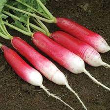 Radish Mila Seeds for Vegetable Gardening, 100 pcs