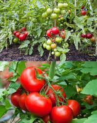 Early Tomato Fruit Seeds - Enjoy Fresh, Juicy Tomatoes Right from Your Garden  100 pcs