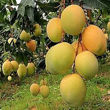 Alphonso Mango Fruit Seed Planting - Set for Tropical, Sweet Mango Trees, Heirloom Seeds