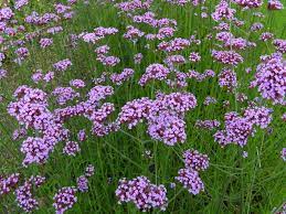 Lavender Vervain Flower Seeds for Planting - 100 pcs