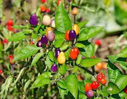 Indoor Ornamental Pepper Mix Seeds for Planting heirloom & Non-GMO Seeds