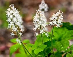 Hvid Tiarella Trifoliata blomsterfrø til plantning - 100 stk