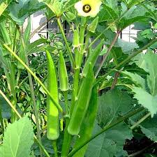 Lady Finger or Okra Seeds for Planting - Fresh Vegetable 100 pcs