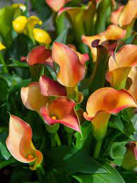 Orange Calla Flower Planting Seeds for Garden 100 pcs