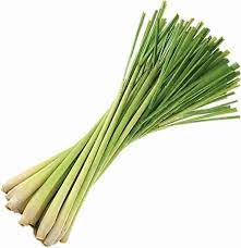 Lemongrass Seeds for Herb Gardens and Fresh Flavorful Growth