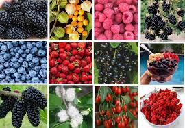 Mix Wild Berry Fruit Seeds - Tart and Sweet Wild Berries for Home Gardens,Wild Berry Exotic Edible Fruit jam Jelly Sweet Seed