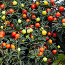 Jerusalem Cherry Frugtfrø til Unik Landskabspleje 100 stk