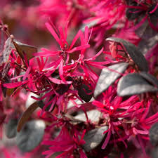 Red Loropetalum Flower Seeds for Planting - 100 pcs