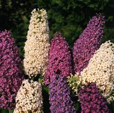 Bland Buddleia Butterfly Bush Blomsterfrø til udplantning - 100 stk