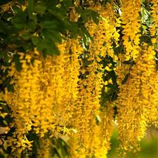 Golden Chain Tree (Laburnum anagyroides) Flowering Garden Seeds - Ornamental Yellow Hanging Blooms Tree Seeds for Home Garden