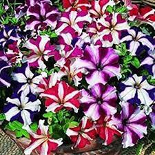 Mexican Petunia Mixed Flower Seeds for Planting - Heirloom, NON-GMO, Easy to Grow Garden Blooms