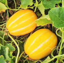 Korean Melon Fruit Seeds for Planting - Ideal for Growing Fresh, Tasty Melons at your Backyard Orchid