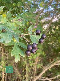 Black Hawthorn Fruit Tree Seeds (Crataegus pentagyna) for Planting-Heirloom & Non-GMO Seeds for planting