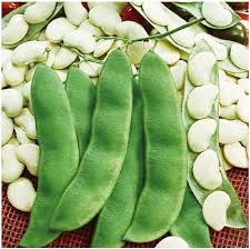 Green Lima Beans Vegetable Seeds for Planting, heirloom & Non-GMO Seeds