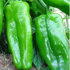 Big Jim Chilli Vegetable Seeds for Planting - 100 pcs