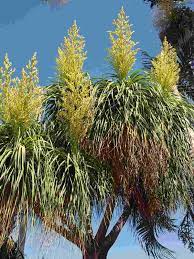 Gule Beaucarnea Recurvata plantefrø til udplantning - 100 stk