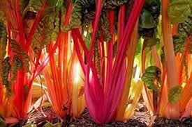 Red Swiss Chard Vegetable Seeds for Planting heirloom & Non-GMO Seeds