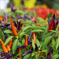 Mixed Chili Pepper Seeds for Planting - 100 pcs