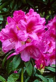 Pink Rhododendron Flower Seeds - 100 pcs