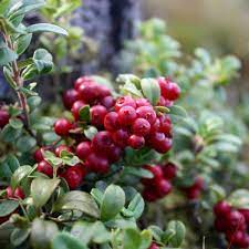 Bonsai Vaccinium Macrocarpon Seeds or Cranberry Seeds for Planting - A Compact Berry Plant for Indoor Spaces  100 pcs