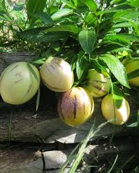 Pepino Dulce Melon Fruit Seeds for Planting – White-Purple Variety for Home Garden, Heirloom & GMO Free Seeds