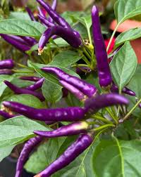 Buena Mulata Hot Pepper Seeds for Planting - 100 pcs