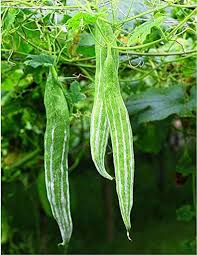 Green Serpent Gourd Vegetable Seeds for Planting, heirloom & Non-GMO Seeds