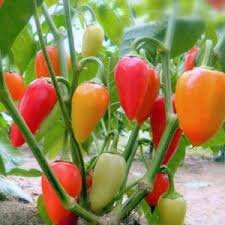 Santa Fe Grande Pepper Seeds for Planting - 100 pcs