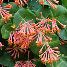 Lonicera Sempervirens Plant Seeds for Planting - 100 pcs