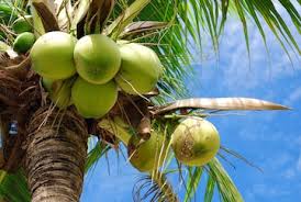 Tropical Coconut Fruit Seeds for Planting - Growing Exotic Trees, Heirloom and GMO Free Seeds