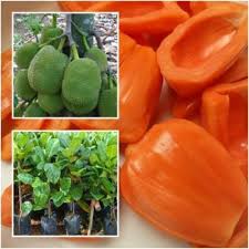 Orange Jackfruit Seeds for Planting- Large, Sweet Jackfruits for a Bountiful Harvest, GMO Free