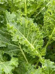 Walking Stick Kale Tree Seeds for Planting -Heirloom & Non-GMO Seeds