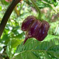 Purple Death Pepper Seeds for Planting